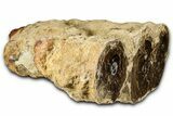 Polished Fossil Stromatolite Colony on Petrified Reed - Utah #365971-2